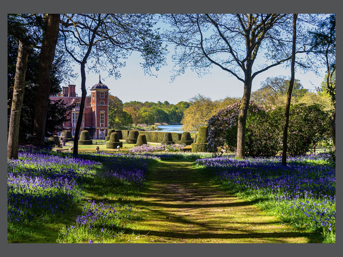 Bluebells at Blickling