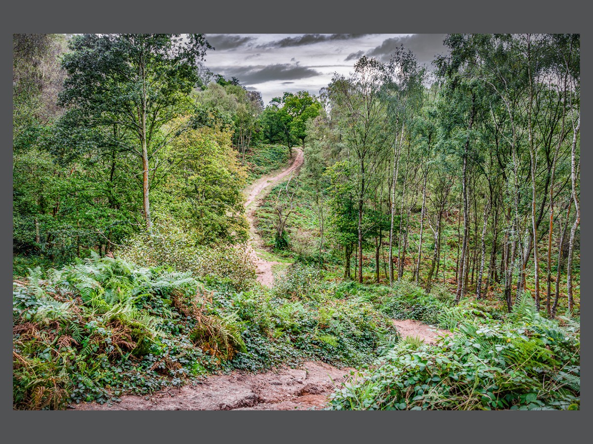 Early Autumn Walk