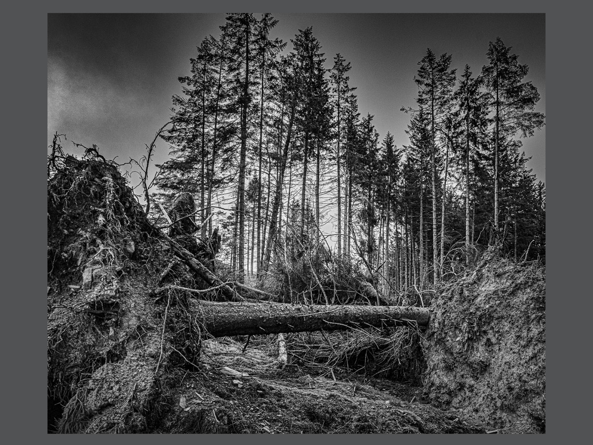 Fallen Giants