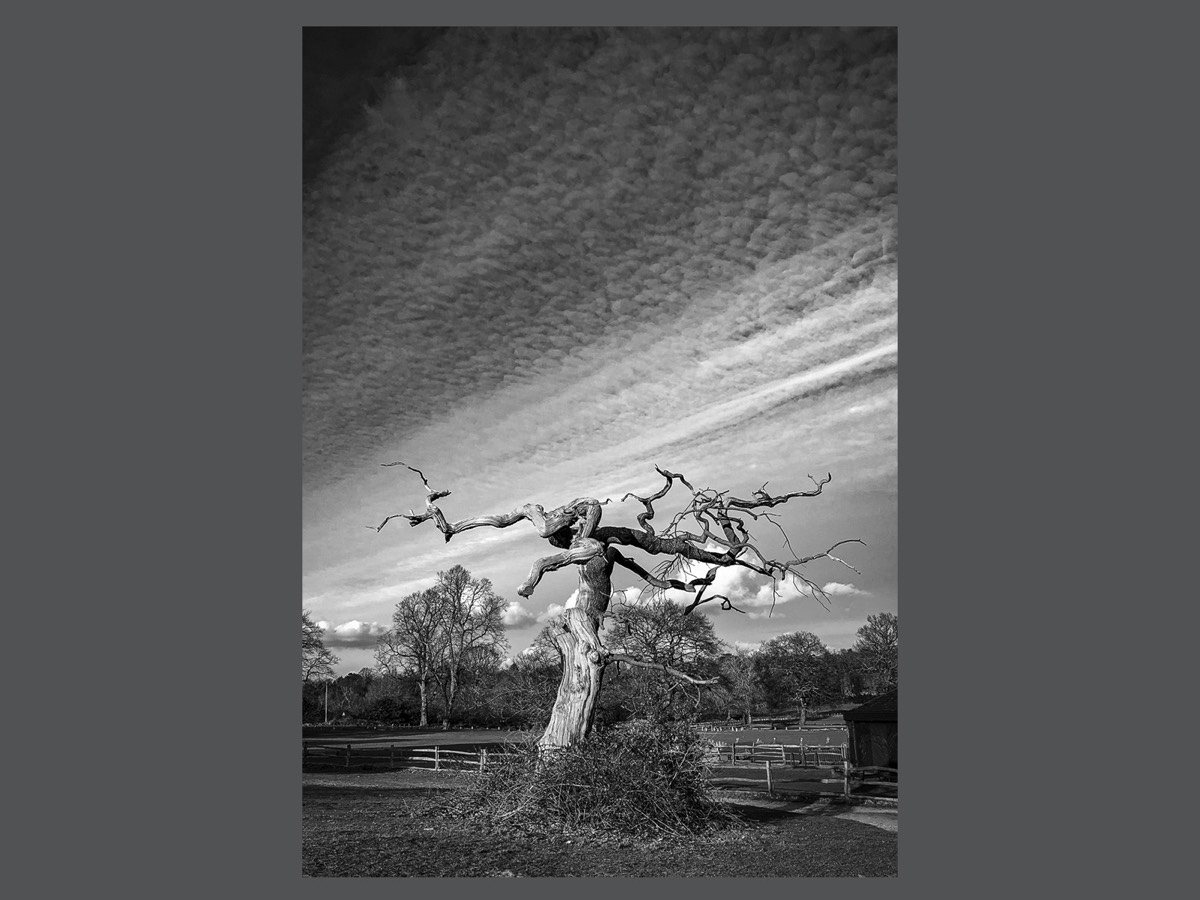 Tree of the Dancing Witch