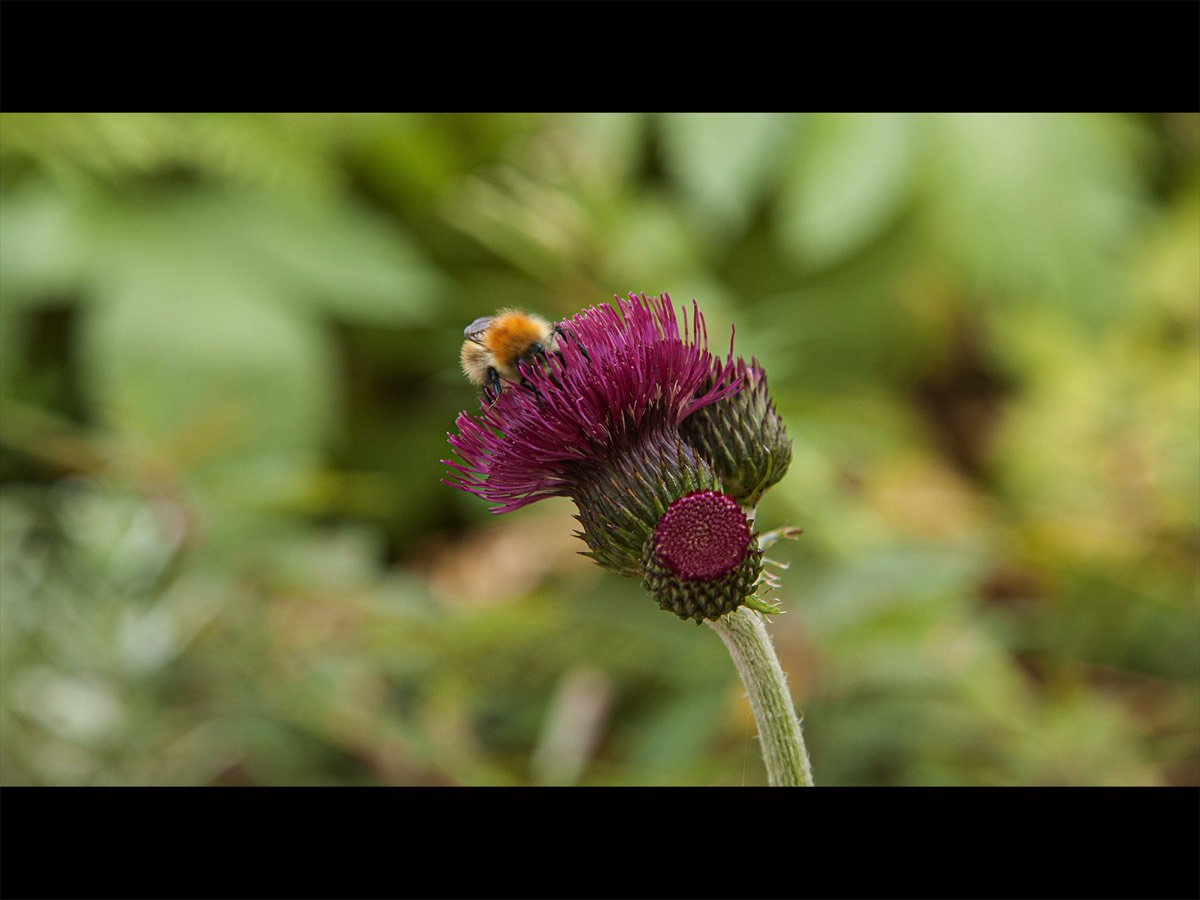 Bee Busy