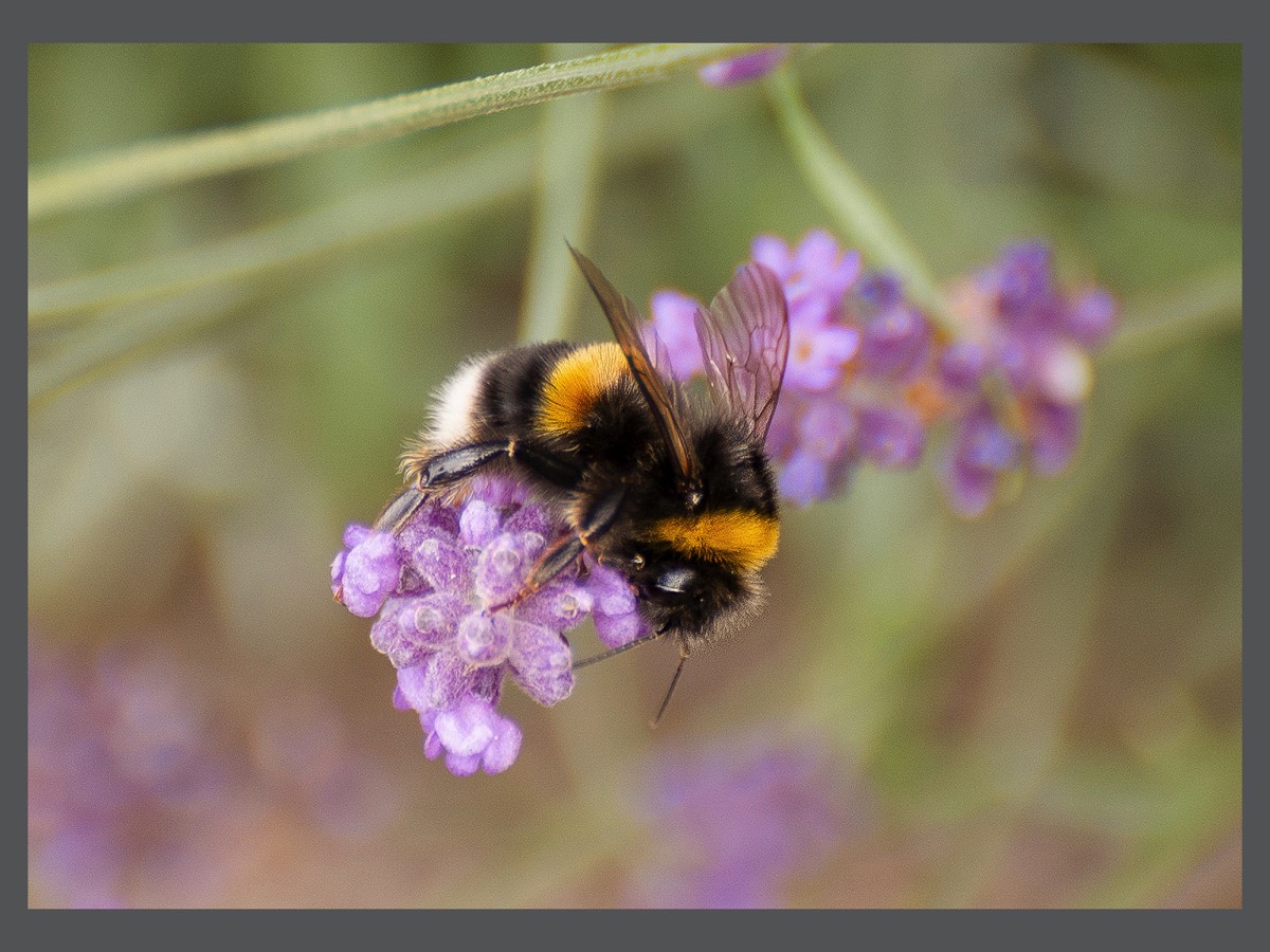 Bee on Lavender.