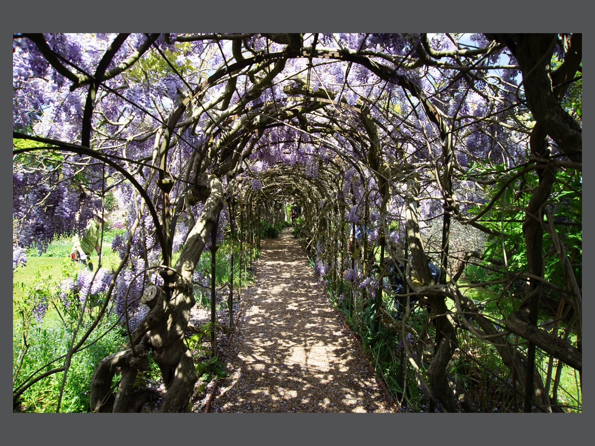 Wisteria Walk