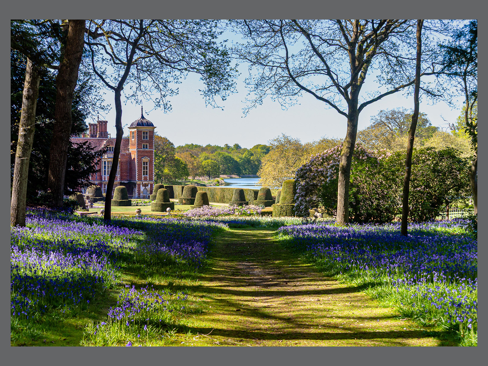 Bluebells at Blickling