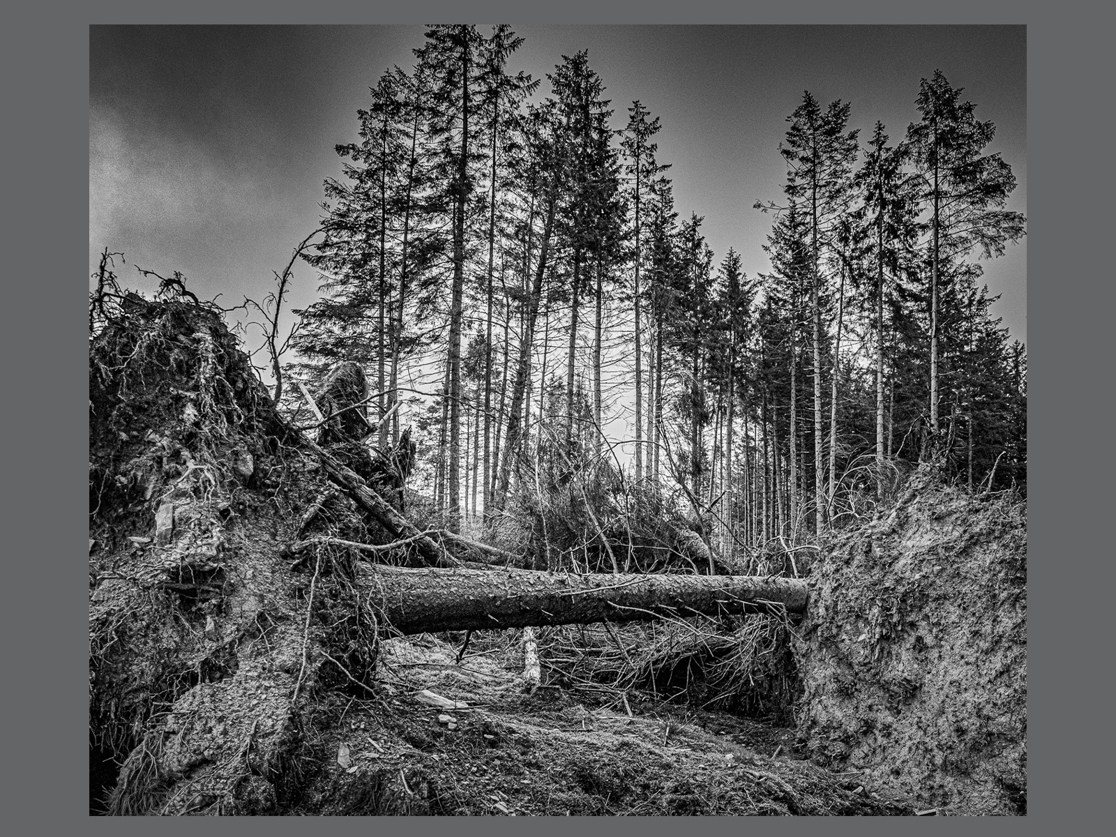 Fallen Giants