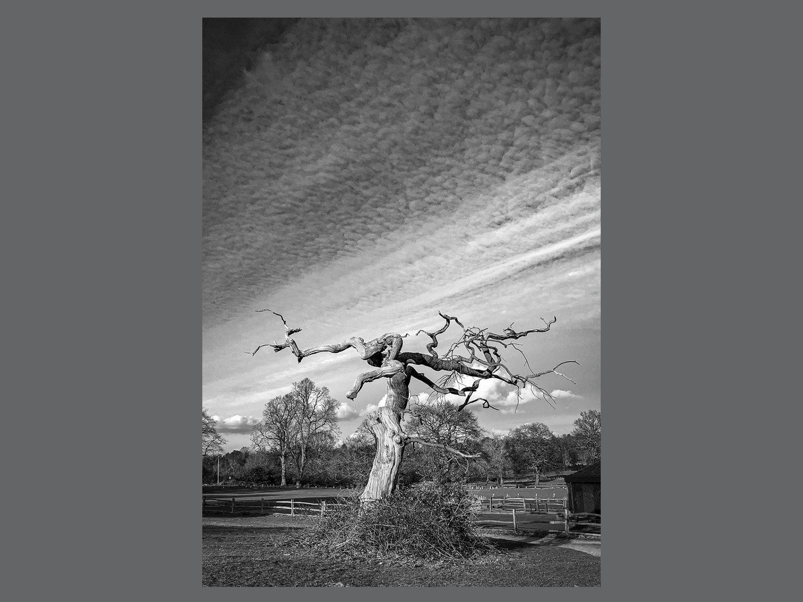 Tree of the Dancing Witch