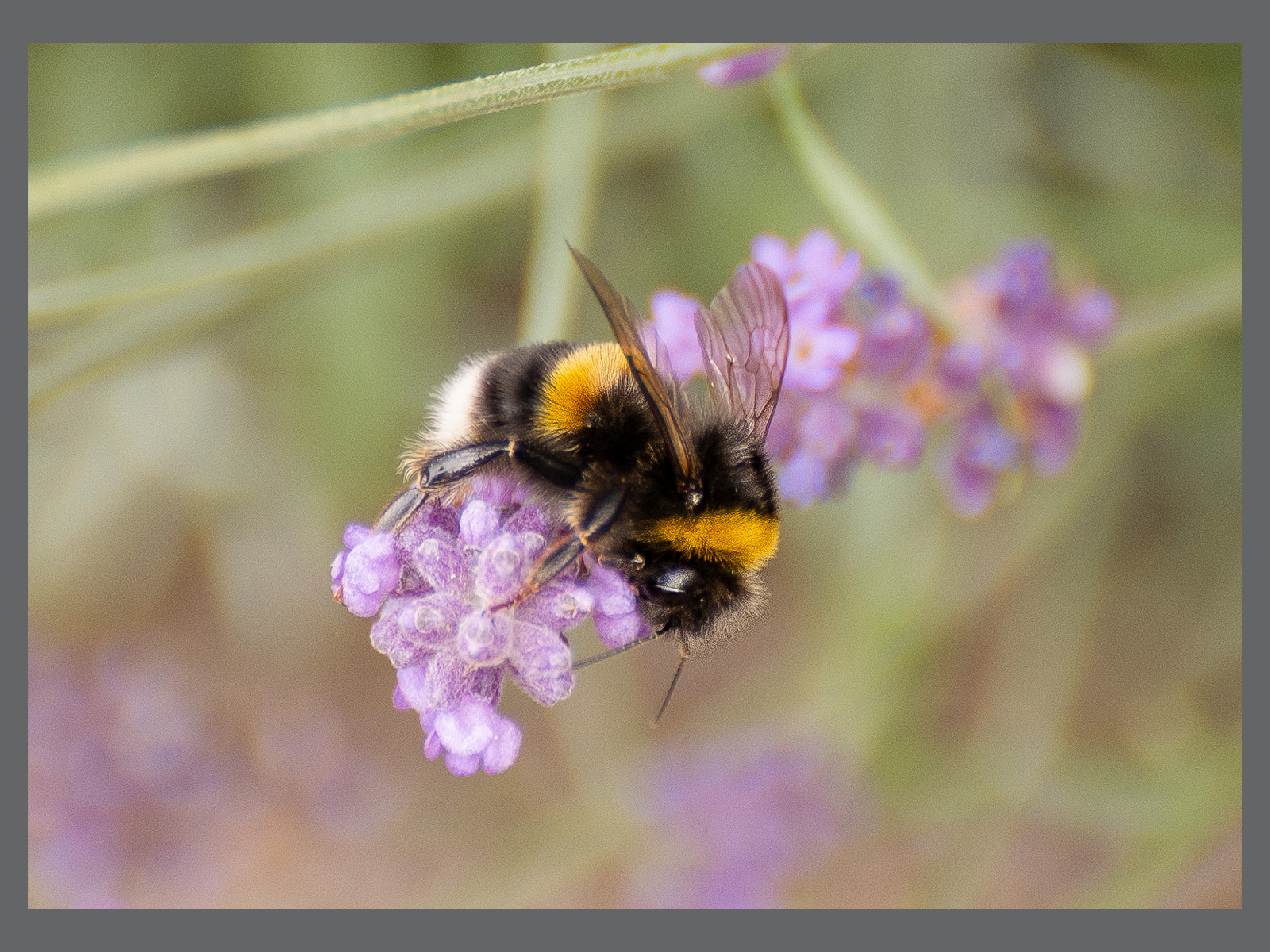 Bee on Lavender